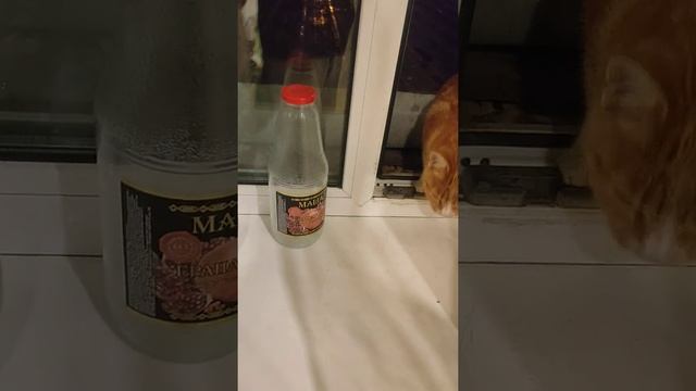 приучаю уличного кота заити в квартиру хочешь увидеть продолжение потписывайся смотреть онлайн