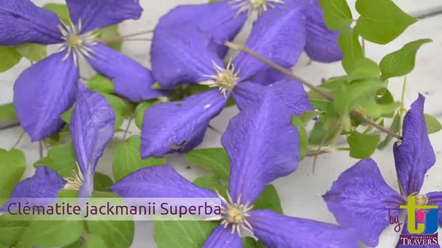 Clématite jackmanii Superba - Pépinières TRAVERS - Spécialiste des plantes grimpantes смотреть онлайн