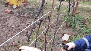 Обрезка винограда на 3 год в Ленинградской области.