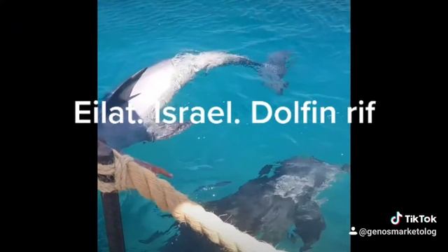 Dolfin rif/Дельфиний риф. Красное море, Израиль смотреть онлайн