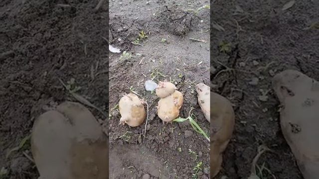 Три картошины "Белого лебедя" смотреть онлайн