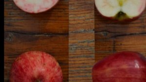 Сеянец Титовки - сорт яблони