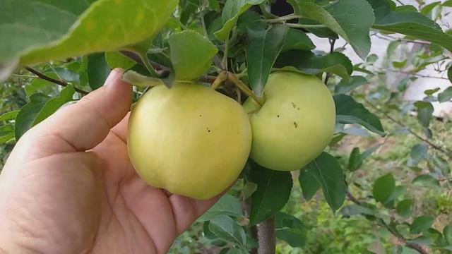 Яблоня сорт летний Эрли Голд(Apple Early Gold) смотреть онлайн