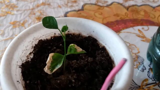 3.Муррайя метельчатая выращенная из семечка (третья часть) смотреть онлайн