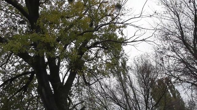 Молодой Ястреб тетеревятник охотится | Young Goshawk Hunts