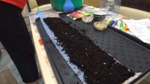 Посадка семян лука "ЭКСИБИШЕН, ЯЛТЕНСКИЙ в феврале в улитку, часть 1