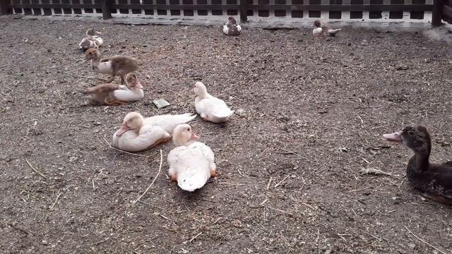 Мускусные Утки. Утятам 2 месяца. Гадкий Утенок _ Имена Для Кур смотреть онлайн