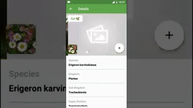 PlantSnap identifies a Mexican fleabane (Erigeron karvinskianus) смотреть онлайн