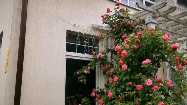 Расцвели первые розы в фарфоровом саду. И какие! Сезон - 2023 открыт смотреть онлайн