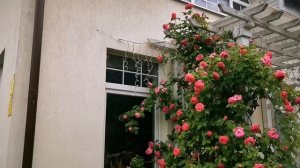 Расцвели первые розы в фарфоровом саду. И какие! Сезон - 2023 открыт