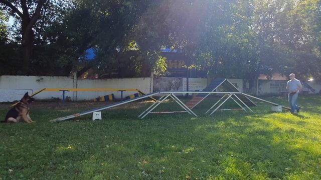Преодоление препятствий. Обучение прохода собакой по буму. смотреть онлайн