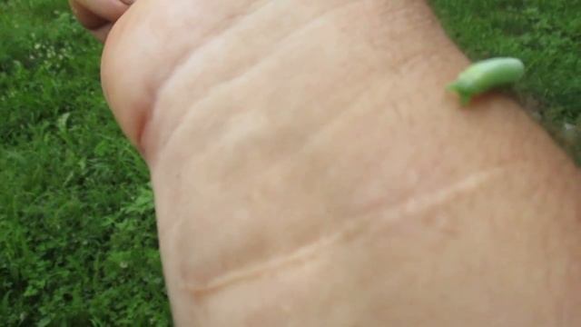 Гусеница зелёная... смотреть онлайн