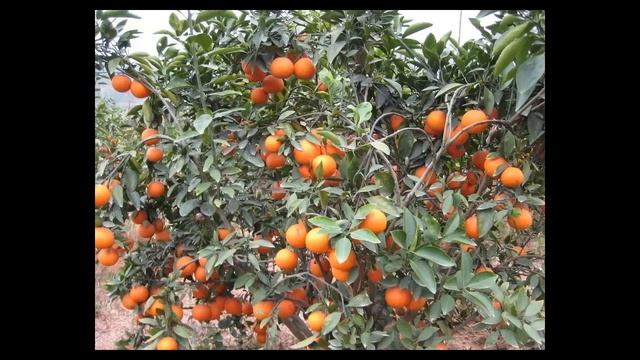 The Calamondin Orange (Citrofortunella Microcarpa)  #5