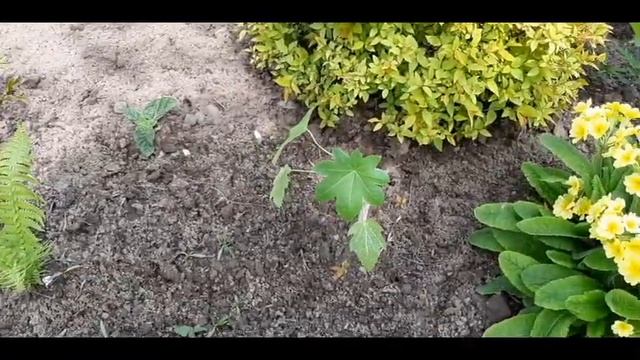 ОБЗОР КЛУМБЫ У ДОМА смотреть онлайн