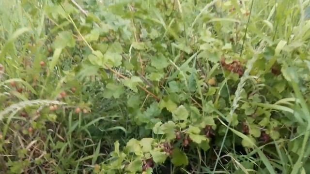 ЙОШТА. Очень Вкусно сочно и легко. Расскажу и Покажу. смотреть онлайн