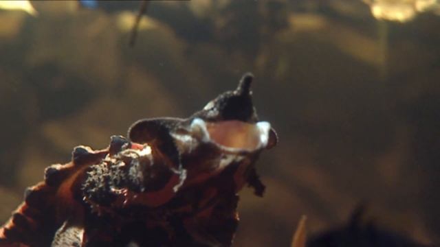 Охота с приманкой, морской черт рыба, рыба звездочет, дикая охота смотреть онлайн