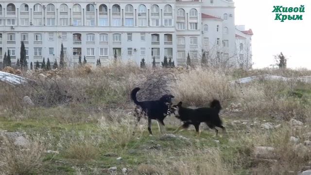 Севастополь. Право носить тельняшку необходимо отстоять смотреть онлайн