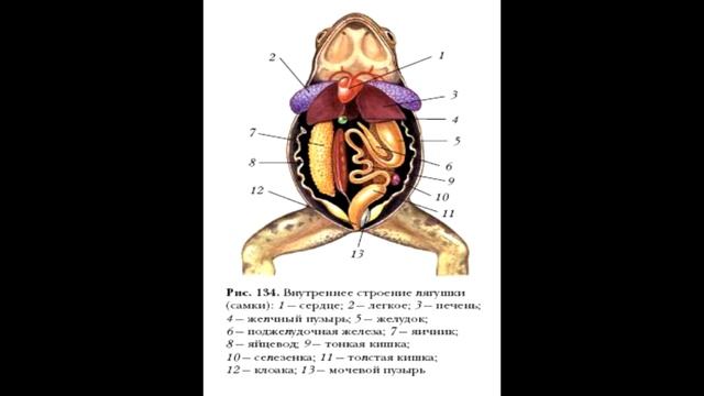 § 21 Строение и функции внутренних органов земноводных смотреть онлайн
