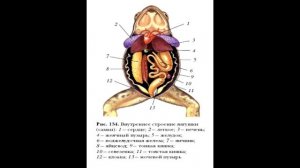 § 21 Строение и функции внутренних органов земноводных