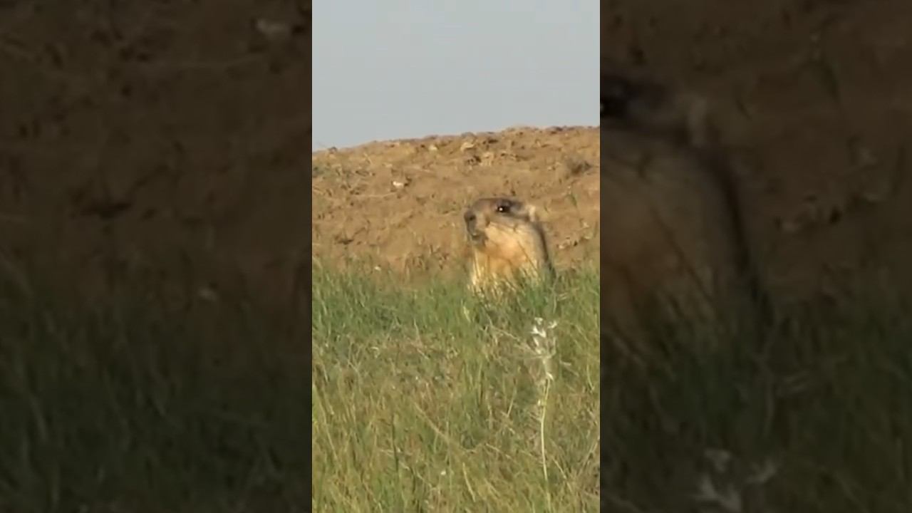Точный выстрел по сурку. #охота #охота2024 #охотанасурка #охотаназайца #охотанагуся смотреть онлайн