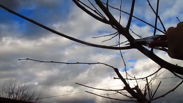 ОБРЕЗКА ШЕЛКОВИЦЫ.  Где будет урожай.