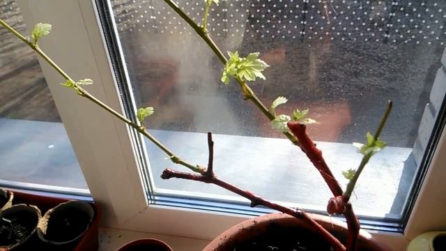 Виноград "Алёшенька" 5 неделя смотреть онлайн