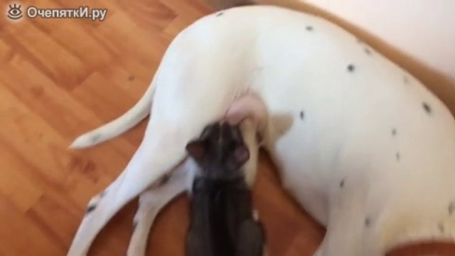 Далматинец, усыновивший котёнка смотреть онлайн