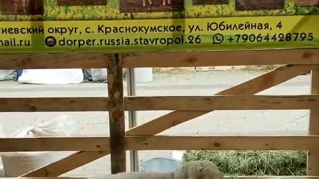 Всероссийская выставка овец и коз в Минеральных Водах, май 2021 смотреть онлайн