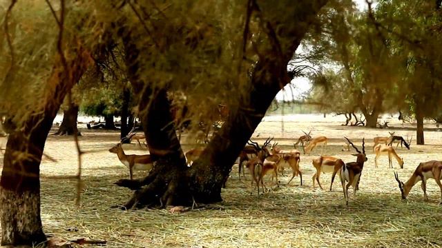 Lal Suhanra National Park Bahawalpur Punjab  Black Buck Forest | Abbasi Vlogger