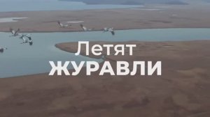 _Летят журавли_. Песня на СТИХИ ОТЦА.