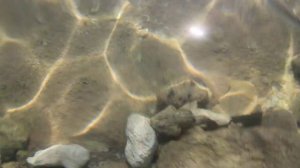 Опасная рыба- камень или скорпена или Дьявольский скорпенопс. . Red sea. Egypt
