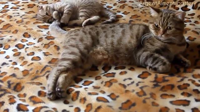 Little sweet scottish fold boy bother his mommy (шотландская вислоухая/скоттиш фолд) смотреть онлайн