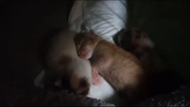 Спасено кошачье семейство, мамочка Триша и её семь малышей, из которых четверо приёмных деток?