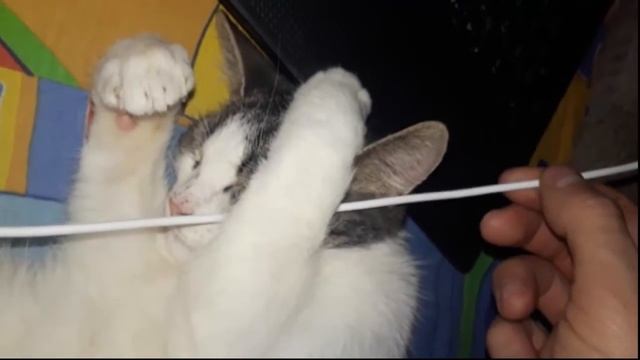 Коту снится сон) смотреть онлайн