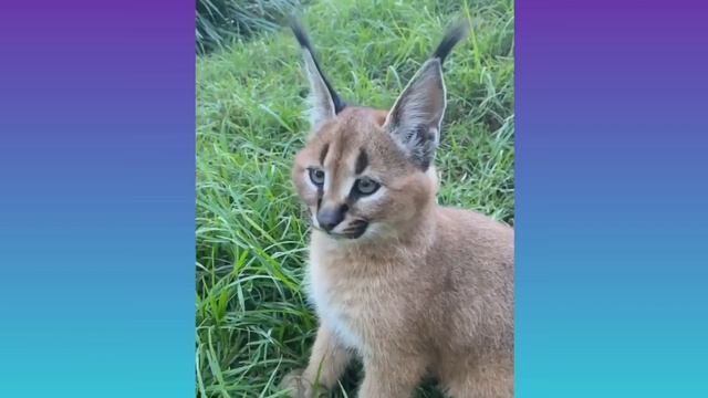 Виды шлёп (часть первая) смотреть онлайн