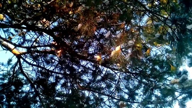 Хвойники и рододендроны зимой. Поездка на дачу. смотреть онлайн