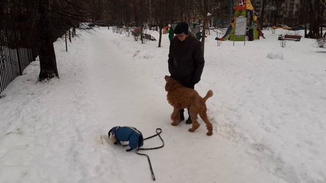 Такса Макс и большой пудель Яша. смотреть онлайн