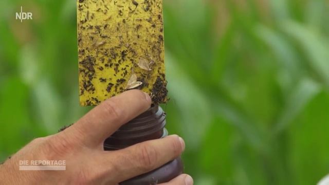 Landwirtschaft 2.0: Smart Farming in Norddeutschland | NDR Doku | DIE REPORTAGE смотреть онлайн