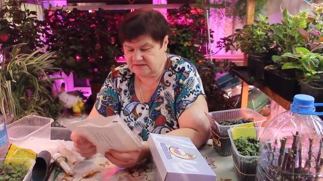 Не буду от вас ничего скрывать! Где нашла очень дешевые семена. Результаты посева в ноябре. смотреть онлайн