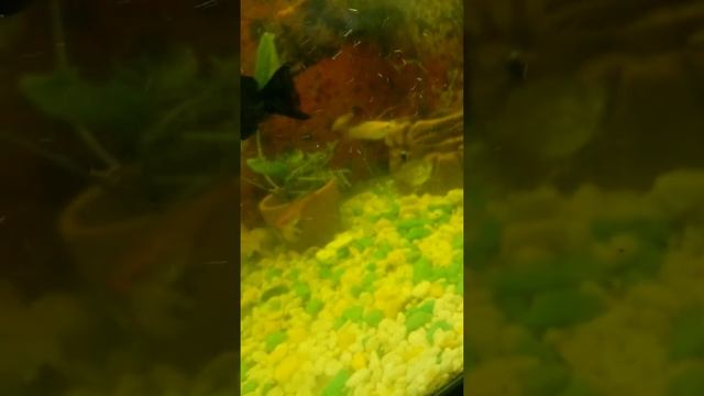 У гуппи эндлера новый, хороший дом. смотреть онлайн