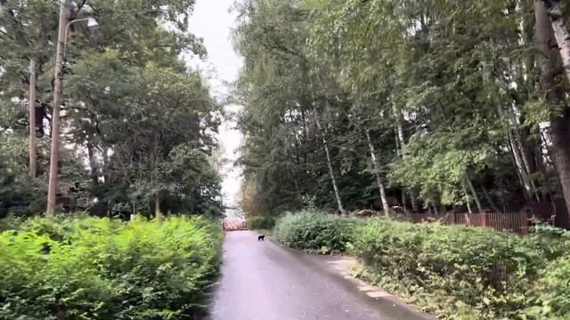 Когда черный кот перебежал тебе дорогу ? а вы верите в приметы? смотреть онлайн