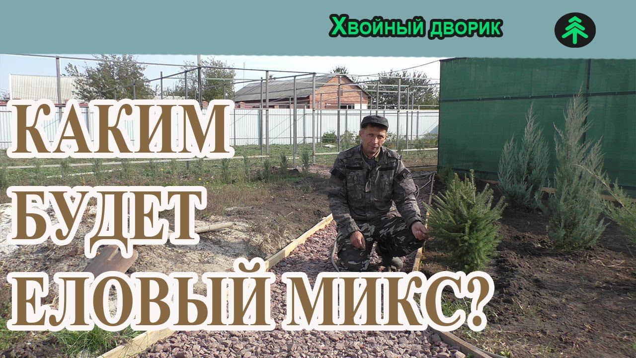 Каким будет еловый микс?Как формировать ель обыкновенную.Изгородь из ели обыкновенной. смотреть онлайн