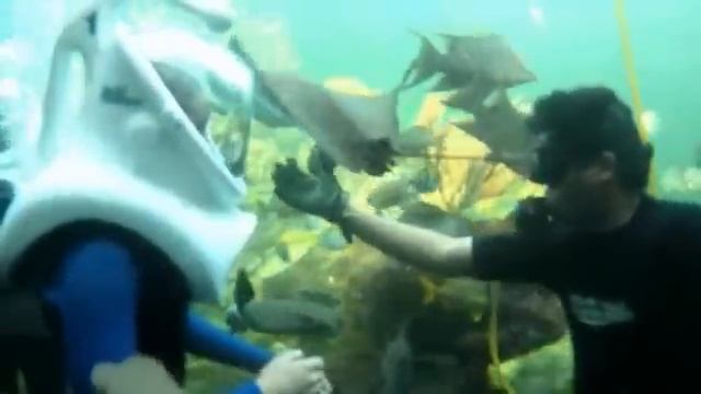 Splashtacular Summer at Miami Seaquarium смотреть онлайн