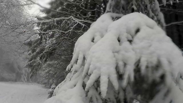 MTB. Снег. Лес. Велопрогулка.