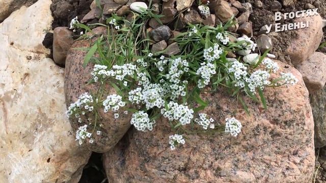 МОЙ Садовый инструмент от ГАРДЕНА. Важные ПОМОЩНИКИ в саду. смотреть онлайн