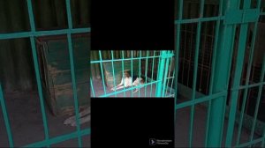 Вольеры для гончих собак 2