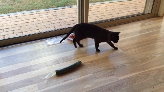 Cats hate cucumbers NOT!!!!! смотреть онлайн