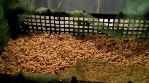 Солод ячменный домашний