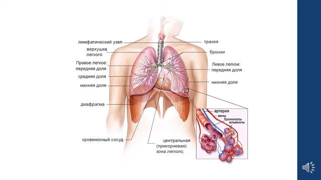 Ткани и органы ФДП