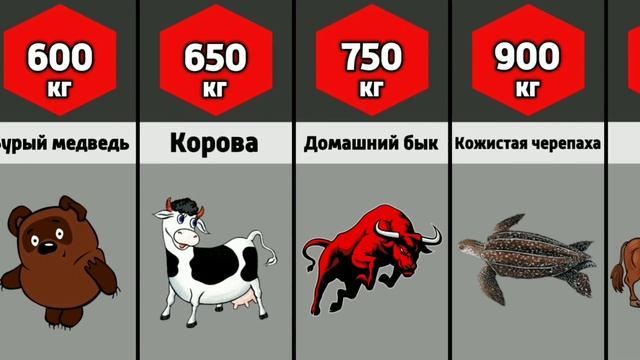 Сравнение: Вес Животных смотреть онлайн
